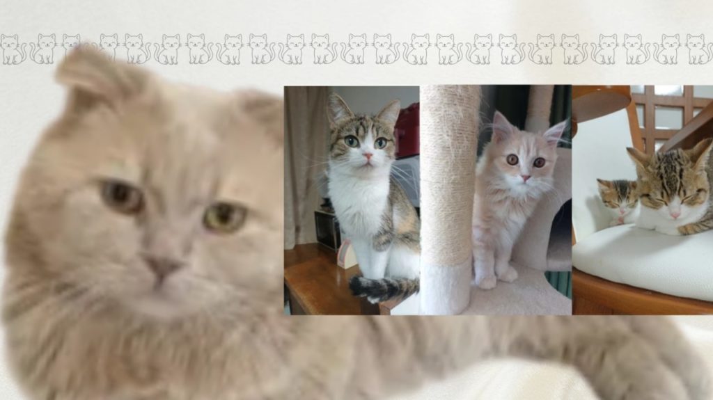 キャットハウスたんたんの親猫と子猫たちのファーストビュー画像